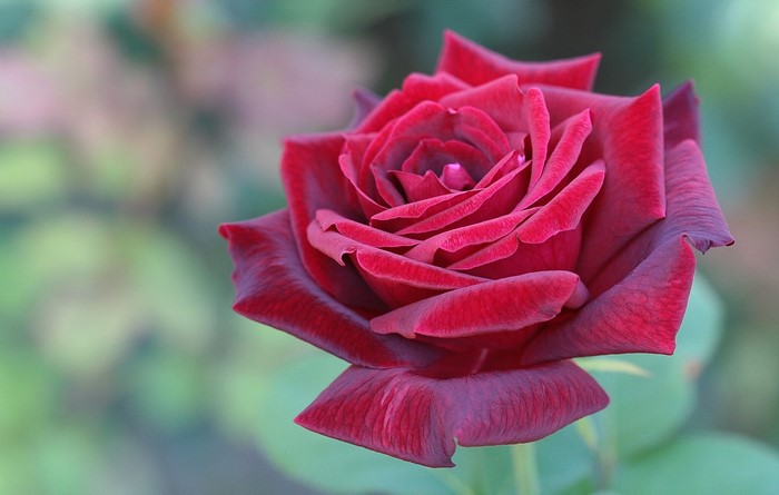Close-up of a deep red rose