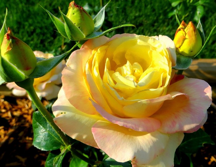 Yellow and pink rose with buds