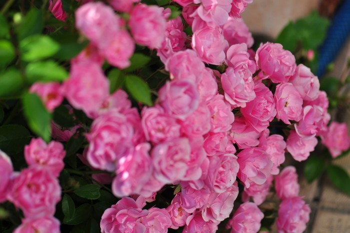 Many Pink Roses