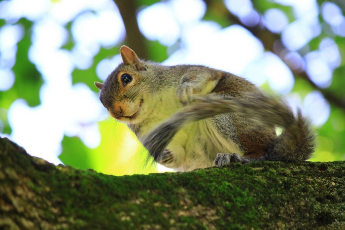 Squirrel scratching itself on a mossy tree branch