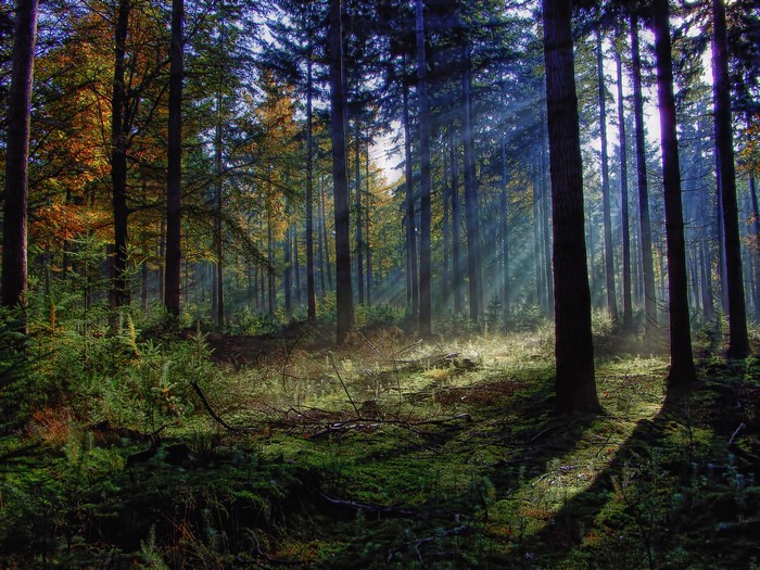 Sunbeams filtering through a dense forest with mossy ground