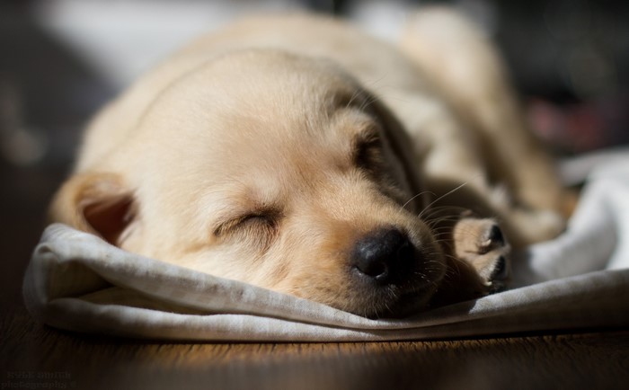 Golden Retriever puppy sleeping on a blanket