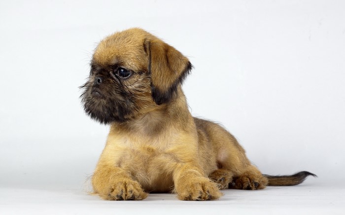 A small brown puppy with a dark muzzle lies on a white background.