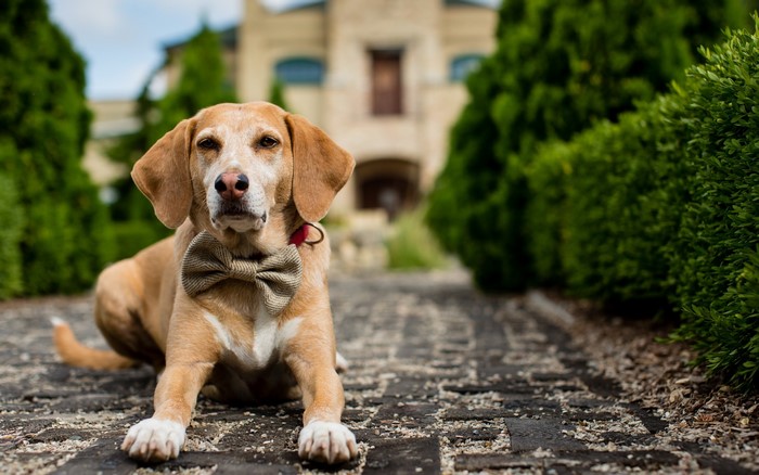 Dog wearing a bow tie in front of a building