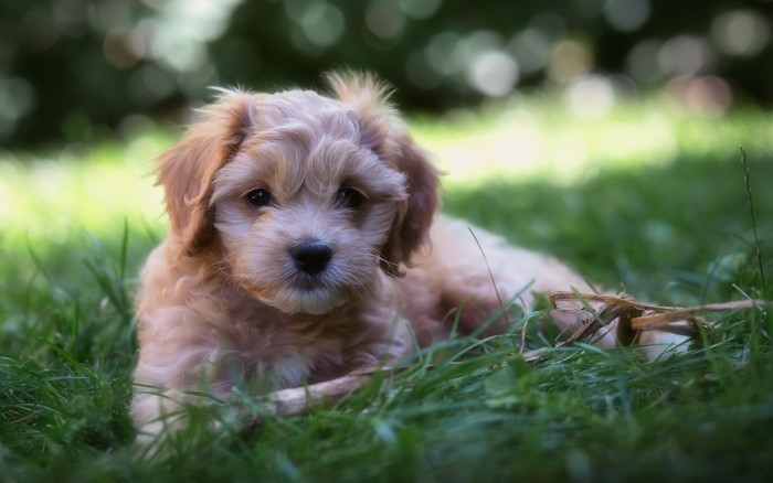 Fluffy puppy lying in green grass