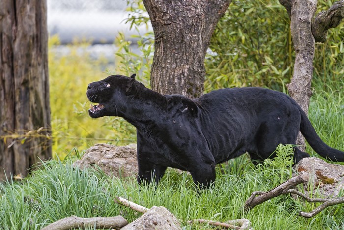 Black Panther in a grassy enclosure
