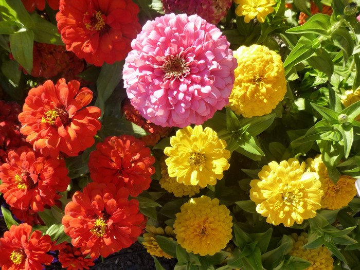 Vibrant Zinnia Flowers in Red, Pink, and Yellow