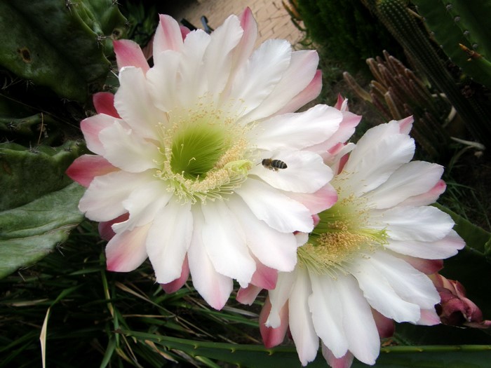 Two cactus flowers with a bee