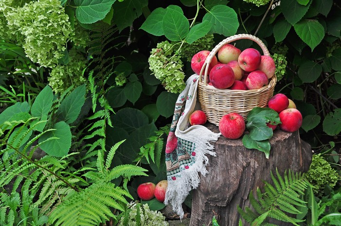 Apples in a wicker basket on a tree stump