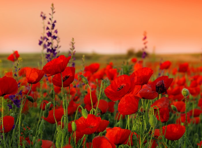 Field of Red Poppies and Purple Flowers at Sunset