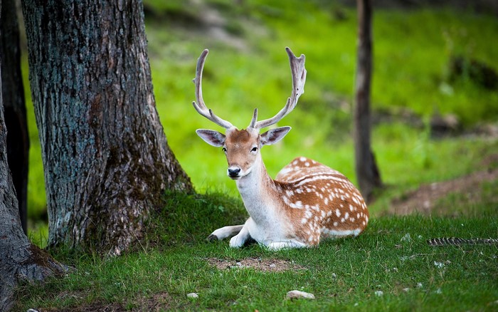 Fallow deer with antlers resting on grass