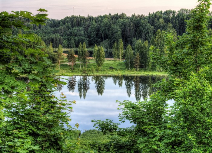 Lake and forest in Estonia
