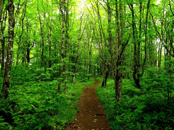 Forest path in New Scotland, Canada