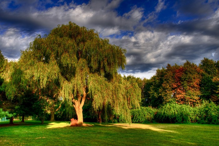 Weeping Willow Tree in a Park with Dramatic Clouds