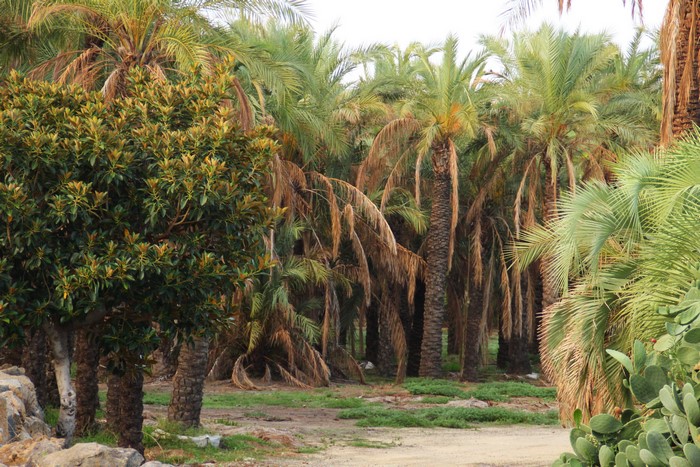 Palm trees and foliage in Acireale, Sicily