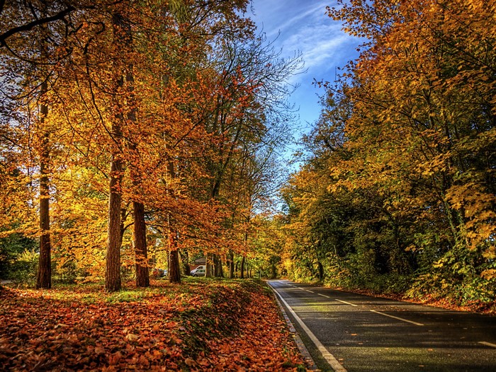 Autumn road lined with colorful trees and fallen leaves