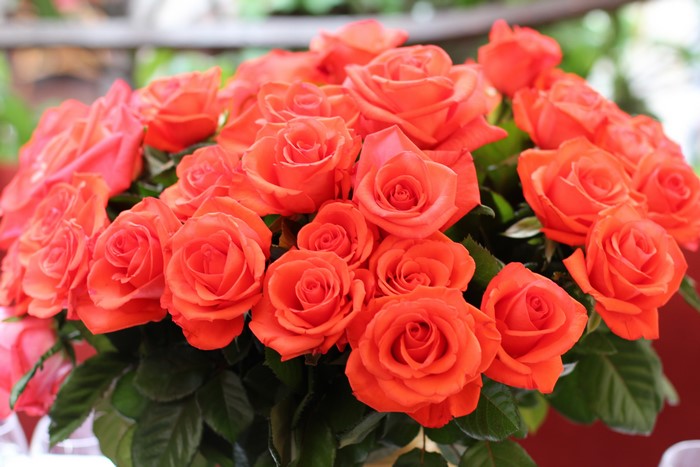 Many Orange Roses