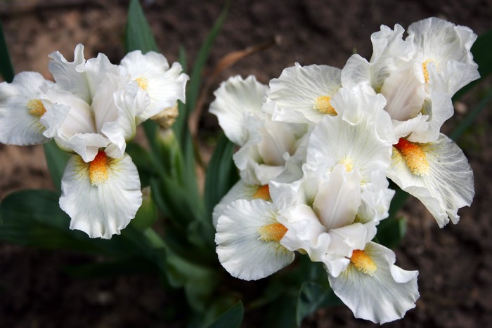 White Irises with Orange Centers
