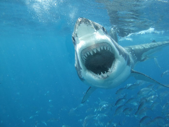Great White Shark with open mouth underwater
