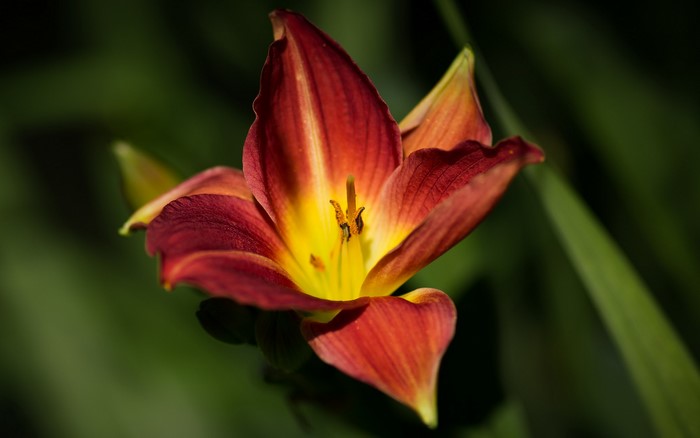 Closeup of a red and yellow lily flower