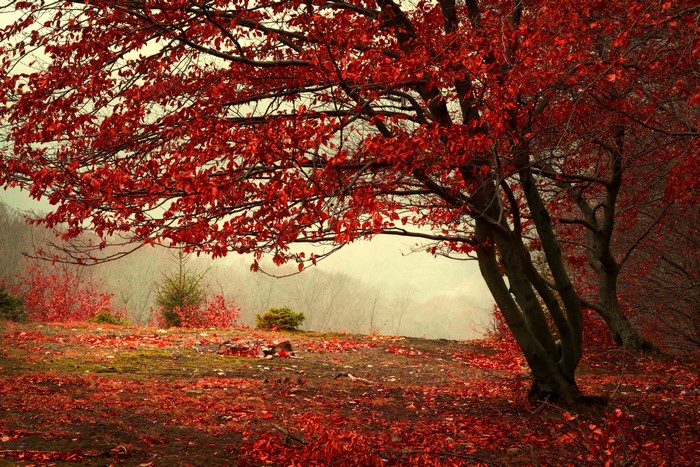 Autumn trees with red foliage and fallen leaves