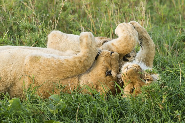 Two young lions playing in green grass