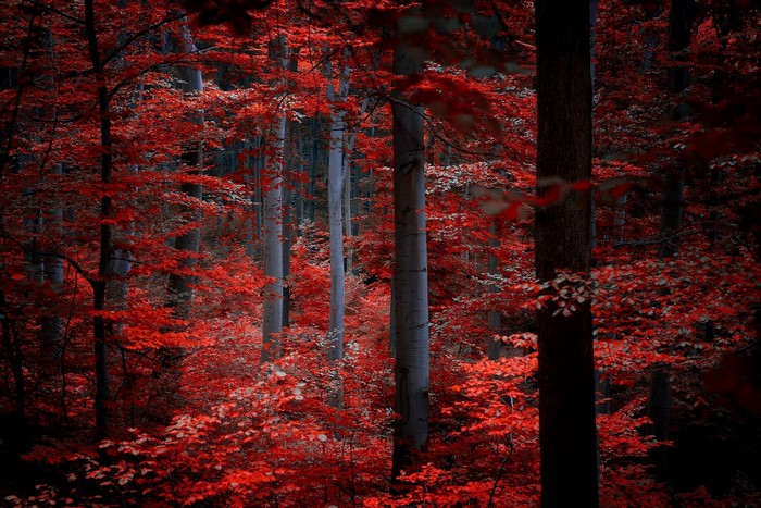 Red forest with tall trees