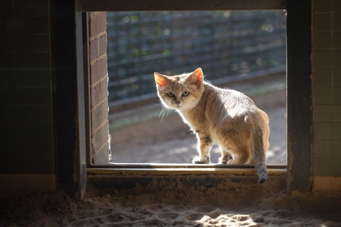 Sand Cat Felis margarita standing in doorway