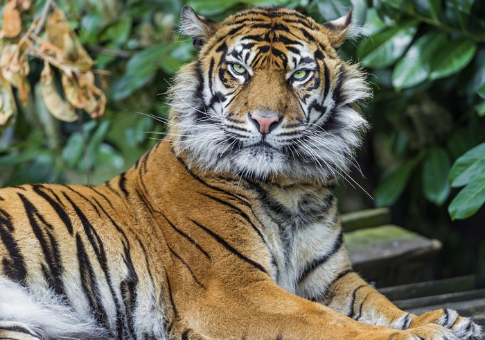 Tiger lying down with green eyes