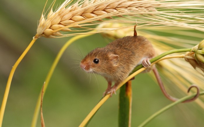 Harvest Mouse on a Wheat Stalk