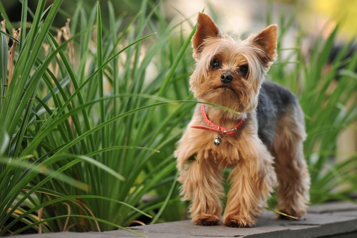Yorkshire Terrier Dog in Grass