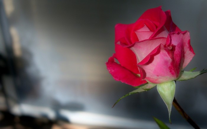 Close-up of a red and pink rose