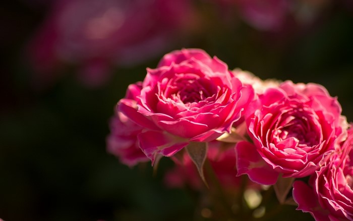 Close-up of Pink Roses