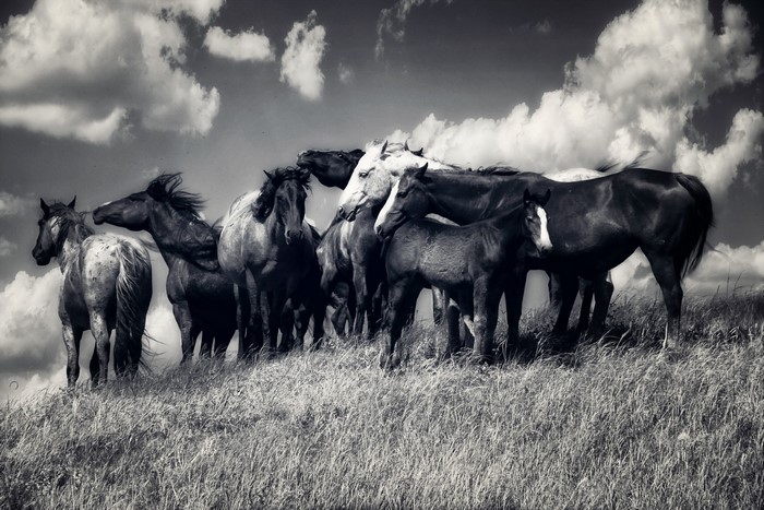 A herd of horses on a grassy hill