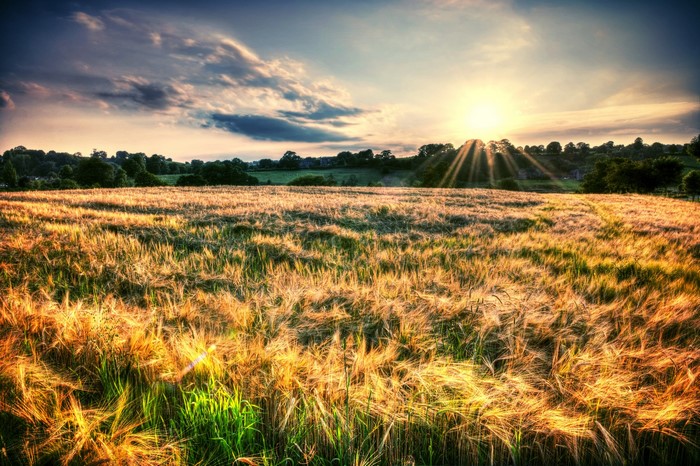 Golden field at sunset with sun rays