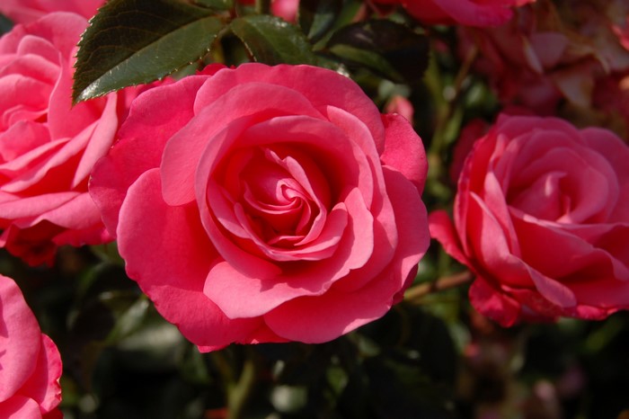 Close-up of pink roses in bloom