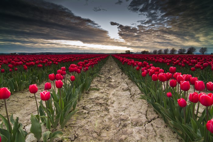 Field of Red Tulips Under Cloudy Sky