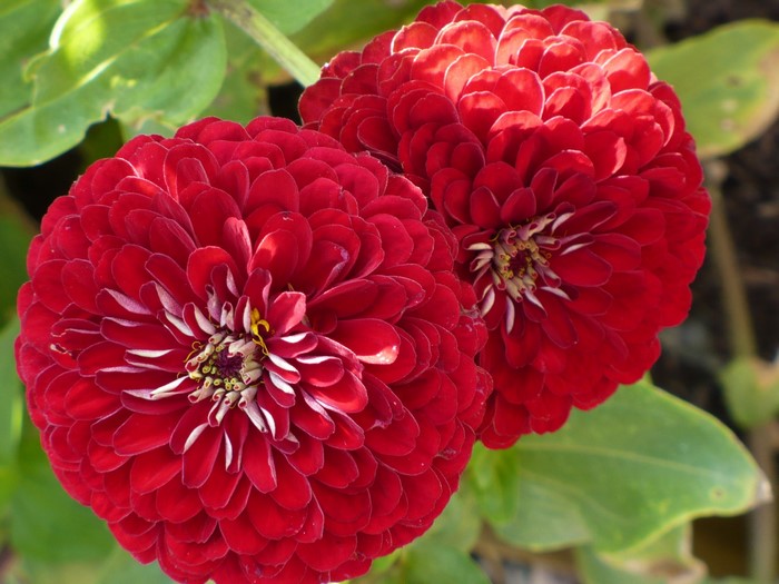 Two red zinnias in bloom