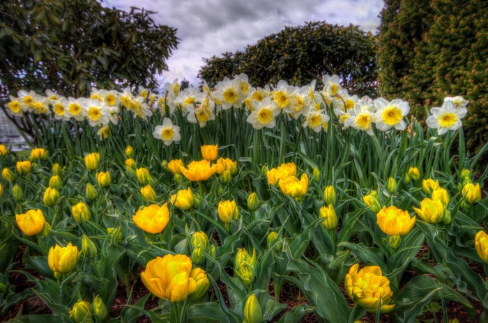 Field of Yellow Tulips and White Daffodils