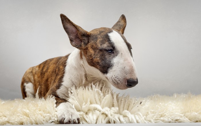 Brindle and white Bull Terrier lying on sheepskin