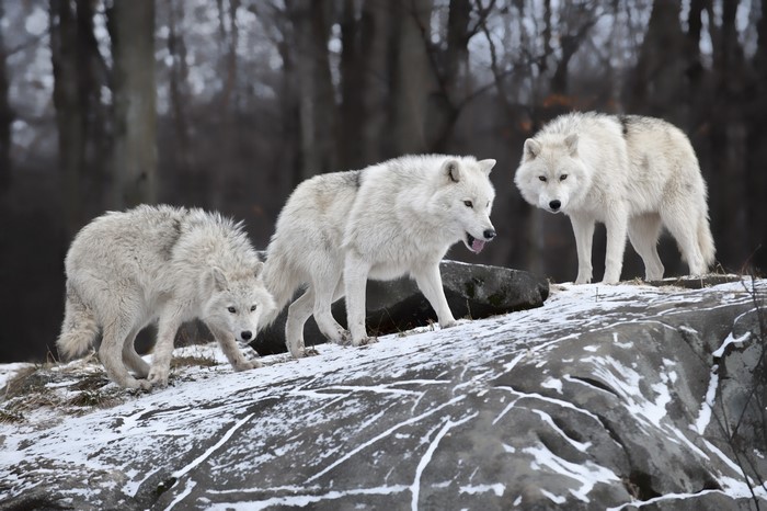 Three white wolves on a snowy rock