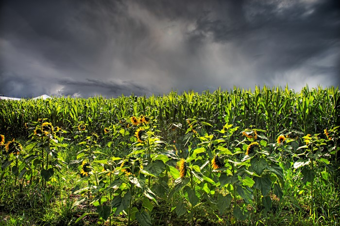 Sunflowers and cornfield under a thundercloud