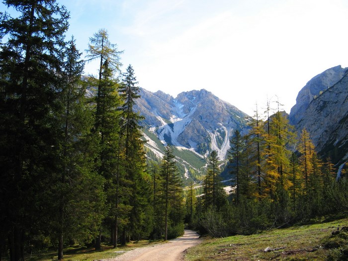 Dirt road through a forest with mountains in the background
