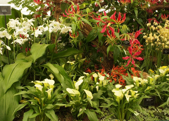 Calla Lilies and Gloriosa Lilies in a Botanical Garden