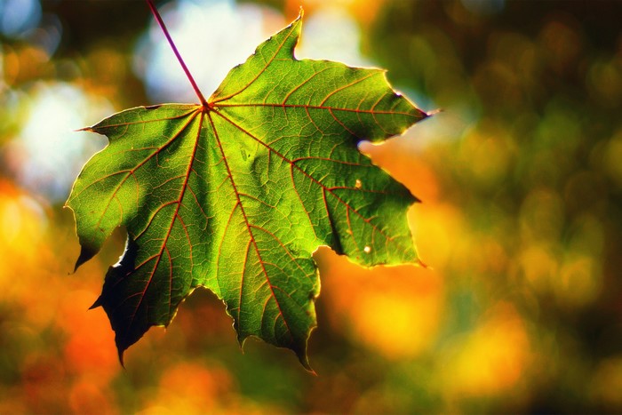 Green Maple Leaf in Sunlight
