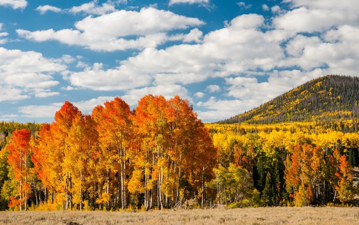 Autumn Aspen Trees on a Mountain Slope