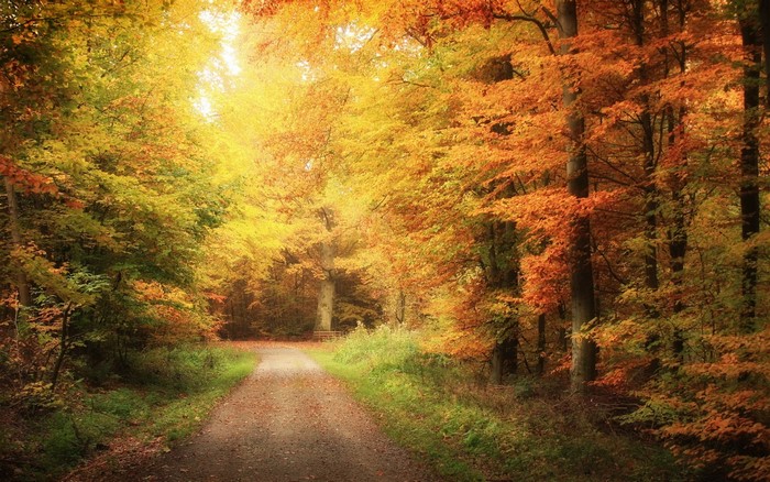 Autumn forest road with colorful trees