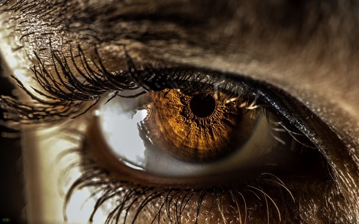 Extreme Close-up of a Brown Eye with Eyelashes