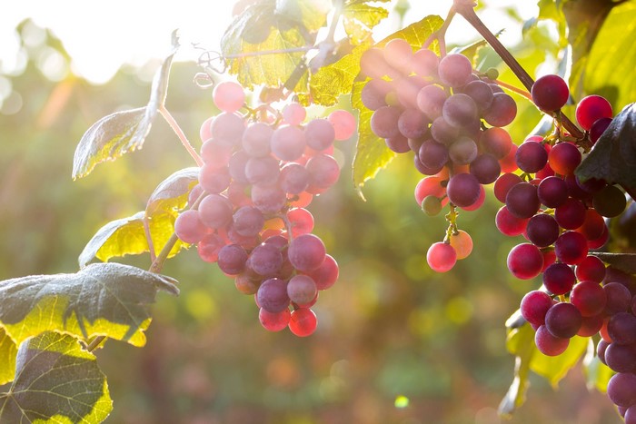 Bunches of ripe red grapes on a vine