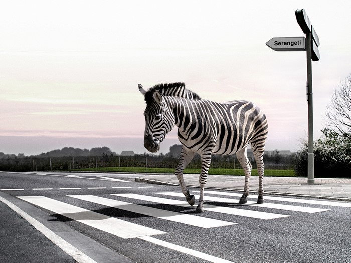 Zebra crossing the road in Serengeti